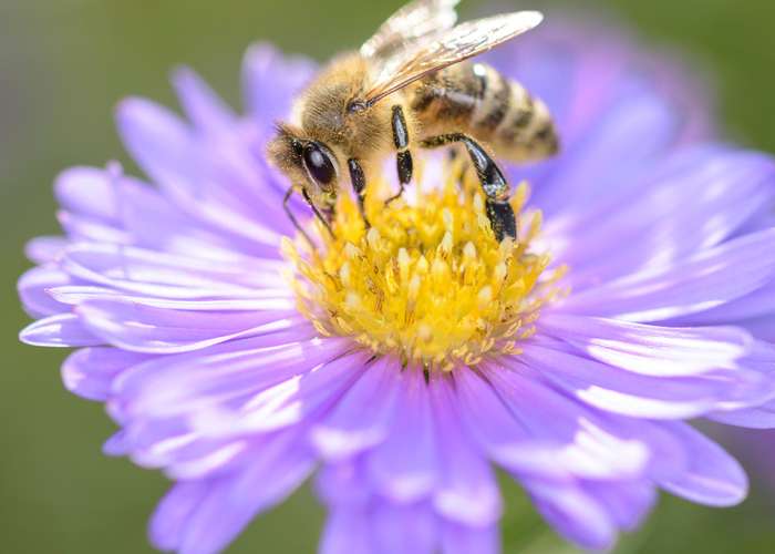 Eine echte Zündkerze ersetzt keine Attrappe, versuchen Sie dies also bitte auf keinen Fall! (Foto: shutterstock - Dirk Daniel Mann)