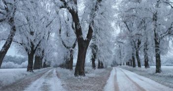 BUND kürt Linden-Allee östlich von Havelberg zur Allee des Jahres (Foto: Erik Peretzke)